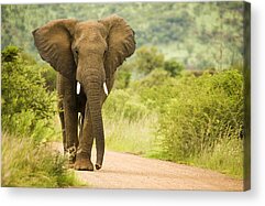 African Bush Elephant Acrylic Prints