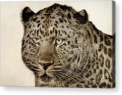 Panthera Pardus Orientalis Acrylic Prints