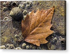 Bigtooth Aspen Acrylic Prints