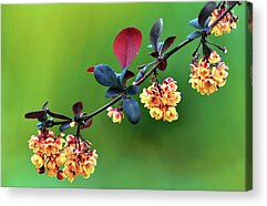 Berberis Thunbergii Acrylic Prints