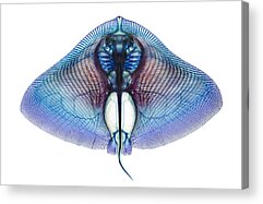 Colorful Fish X-Rays Acrylic Prints