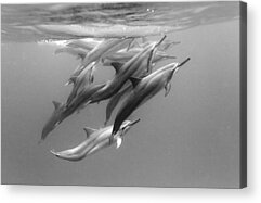 Spinner Dolphin Acrylic Prints