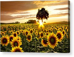 Sun And Tree Acrylic Prints