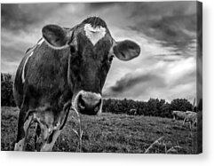 Dairy Cattle Acrylic Prints