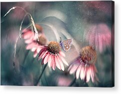 Echinacea Acrylic Prints