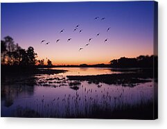 Geese In Flight Acrylic Prints