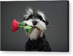 Dog Rose Acrylic Prints