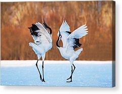 Red-crowned Crane Acrylic Prints