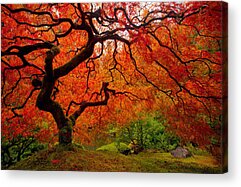 Maple Tree Acrylic Prints