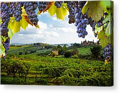 Grape Vine Acrylic Prints