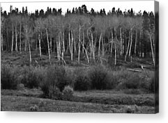 Populus Grandidentata Acrylic Prints