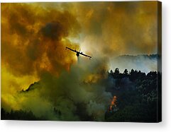 Flame Of The Forest Acrylic Prints