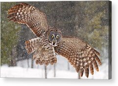 Great Grey Owl Acrylic Prints
