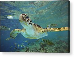 Underwater Seaanimal Photography Acrylic Prints