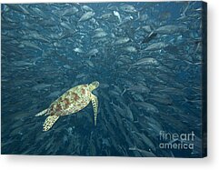 Bigeye Trevally Acrylic Prints