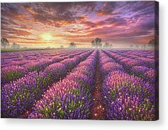 Lavender Acrylic Prints