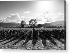 Napa Valley And Vineyards Photos Acrylic Prints
