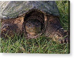 Snapping Turtle Acrylic Prints