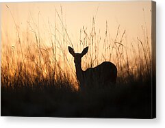 Bangweulu Swamps Acrylic Prints