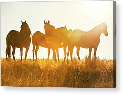 Horse Team Acrylic Prints