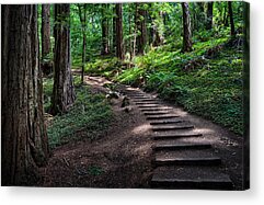 Muir Woods National Monument Acrylic Prints