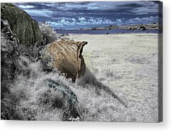 Infrared Boat Acrylic Prints