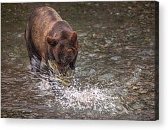 Salmon Run Acrylic Prints