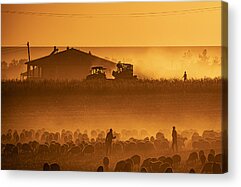 Threshing Acrylic Prints