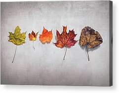 Designs Similar to Five Autumn Leaves