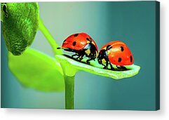 Buy Ladybugs Acrylic Prints