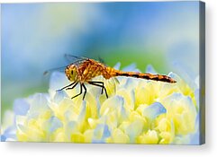 Bed Bug Acrylic Prints