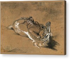 Tiger Attacks A Horse Drawings Acrylic Prints