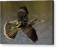 Everglades National Park Acrylic Prints