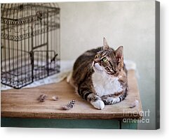 Kater Acrylic Prints