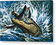 Alligator Acrylic Prints