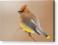 Cedar Waxing Acrylic Prints for Sale