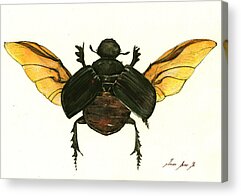 Dung Beetle Acrylic Prints