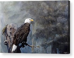 American Eagle Paintings Acrylic Prints