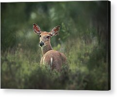 Bambi Acrylic Prints