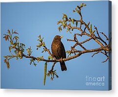 Eurasian Blackbird Acrylic Prints