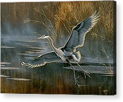 Great Blue Heron In Flight Acrylic Prints