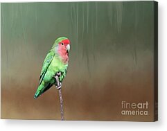 Agapornis Acrylic Prints