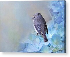 Passerine Birds Acrylic Prints