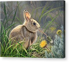 Designs Similar to Spring Cottontail by Paul Krapf