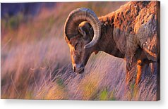 Bighorn Sheep Acrylic Prints