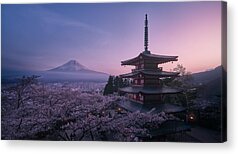 Sakura Acrylic Prints