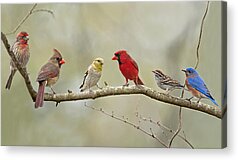 Bird Summit Acrylic Prints