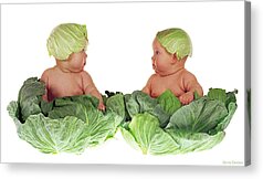 Cabbage Acrylic Prints