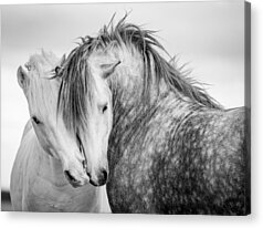 Tim Booth Acrylic Prints