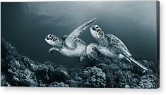 Duo-tone Acrylic Prints